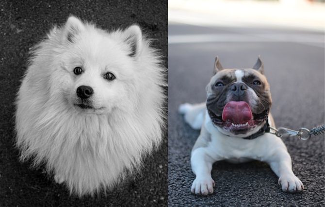 The Japanese Spitz & The Hairless American Terrier