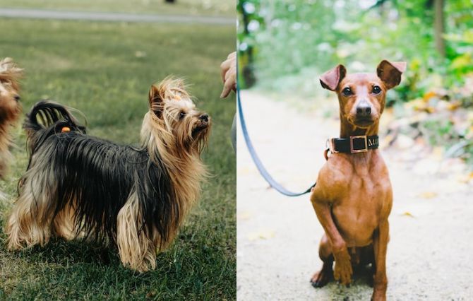 The Miniature Pinscher & The Silky Terrier