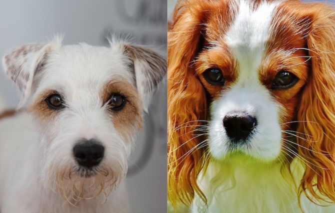 The Parson Russell Terrier & The Cavalier King Charles Spaniel