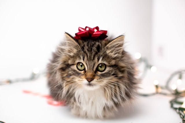 Maine Coon Kittens