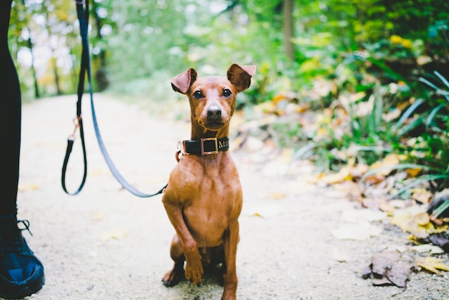 The Miniature Pinscher