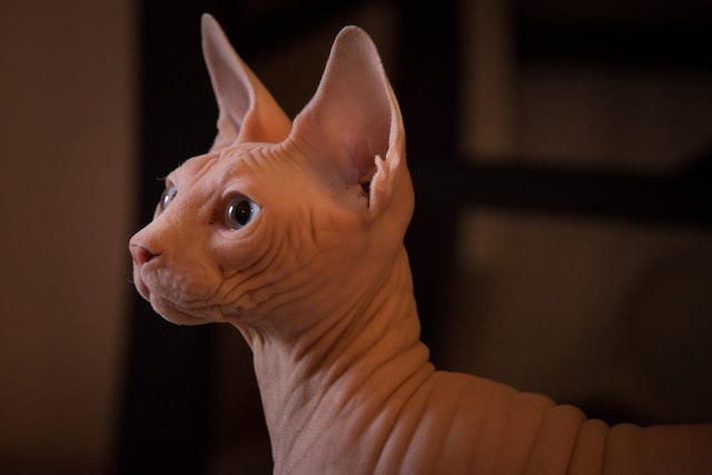 Sphynx Cats 101