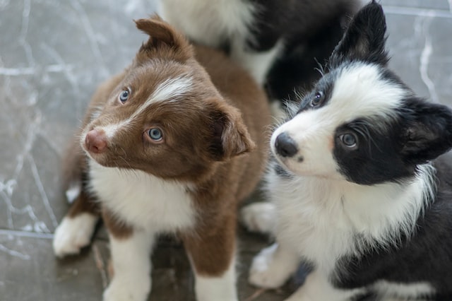 Small Guard Dogs