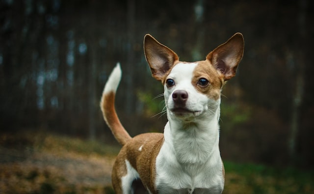 The Toy Fox Terrier