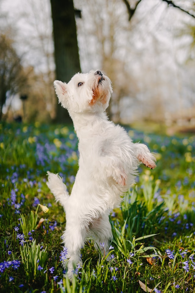 The West Highland White Terrier