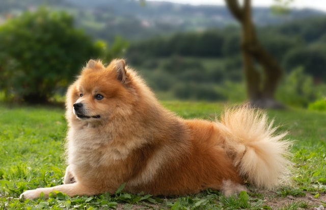 What you need to Know About Chow Chow Puppies