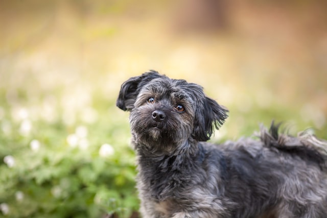 The Havanese breed dog