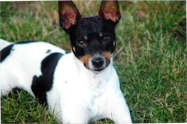 The Rat Terrier dog