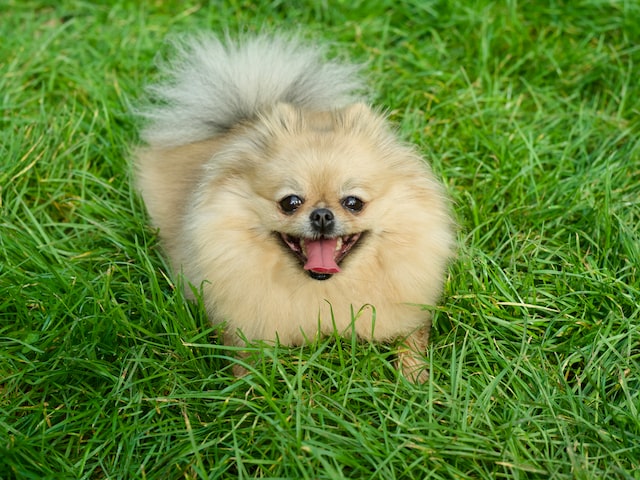 Klein German Spitz