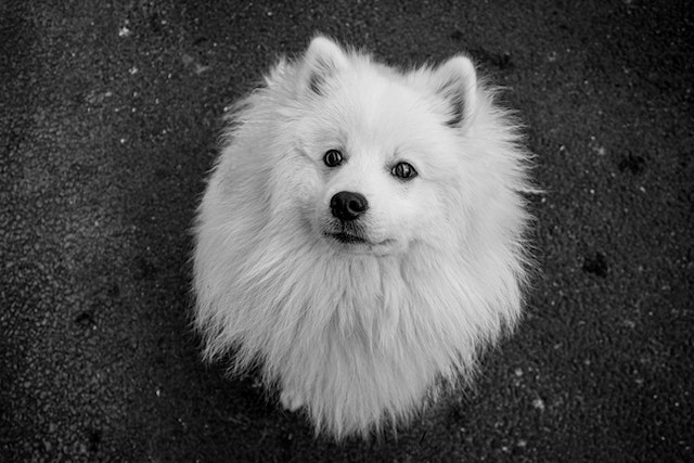 The Japanese Spitz