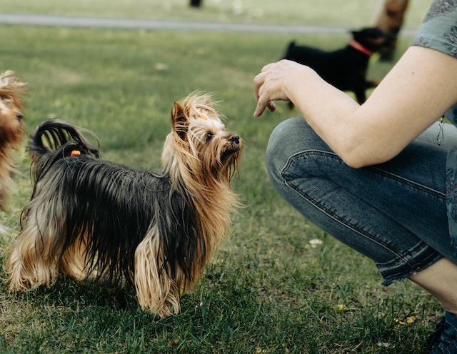 The Silky Terrier