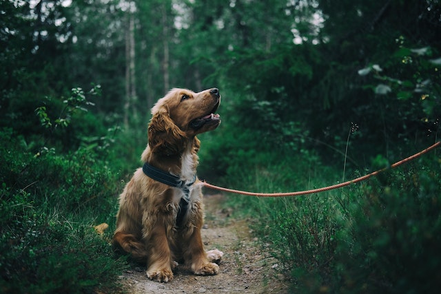 The English Toy Cocker Spaniel