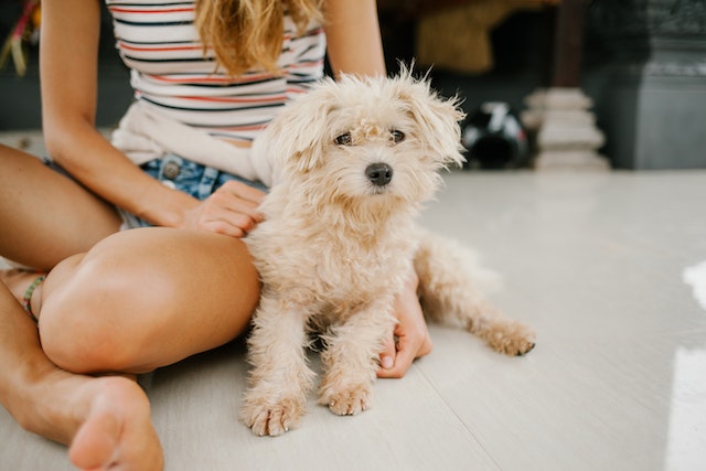 The Miniature Poodle Dog