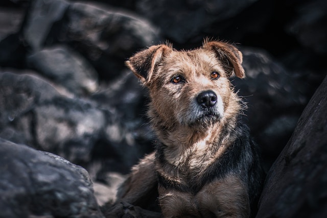 The Border Terrier