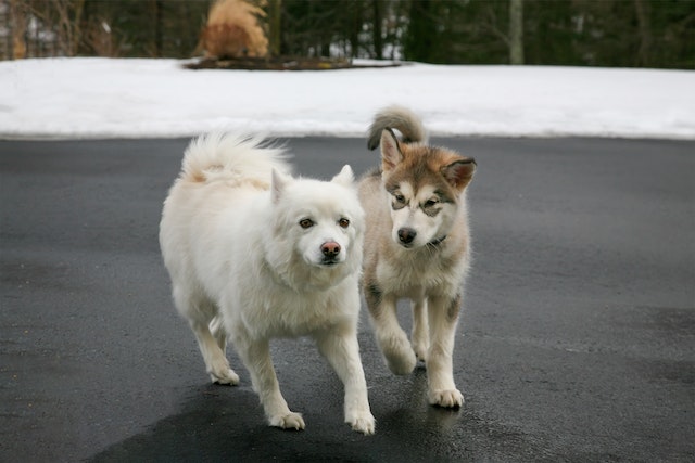 The American Eskimo Dog (Miniature)