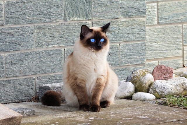 Siamese Kittens