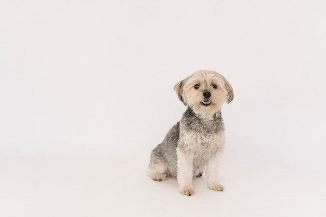 The Dandie Dinmont Terrier