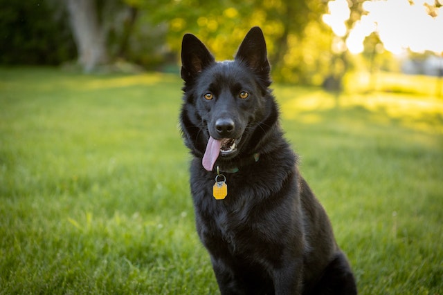 The Schipperke