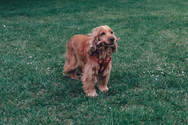 American Cocker Spaniel