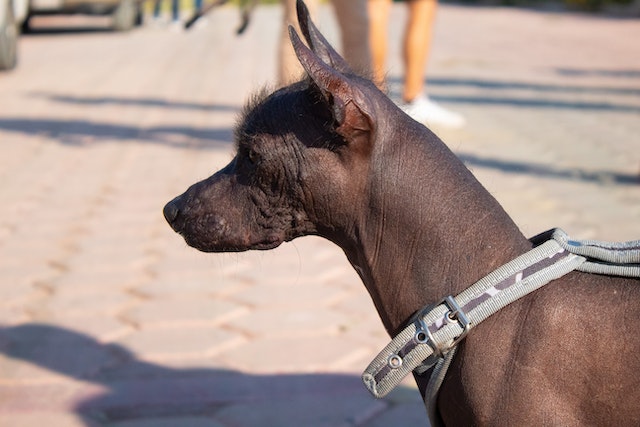 The Mexican Hairless (Toy)