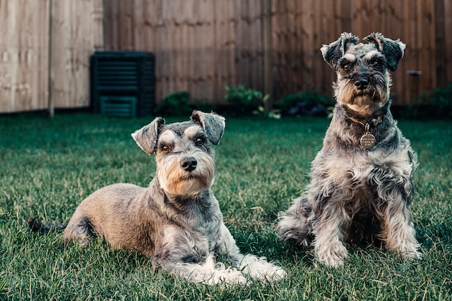 The Miniature Schnauzer