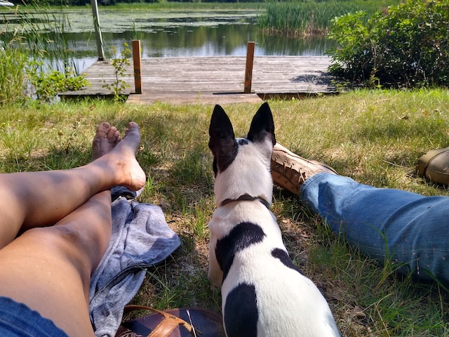 The Rat Terrier & The Miniature Poodle