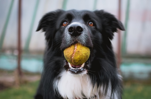 The Papillon dog