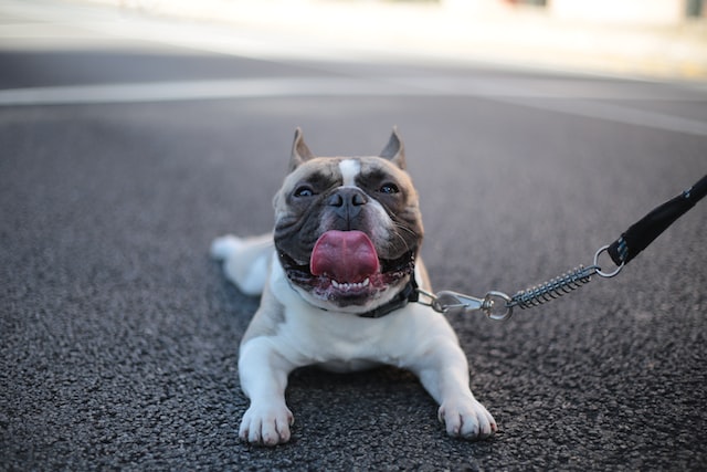 Hairless American Terrier