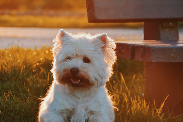 The West Highland White Terrier