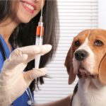 Dog vaccinations