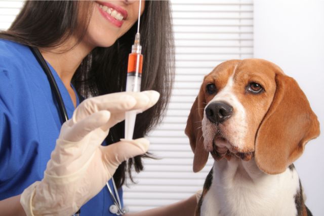 Dog vaccinations