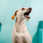 How to Cease Dogs from Perpetually Barking