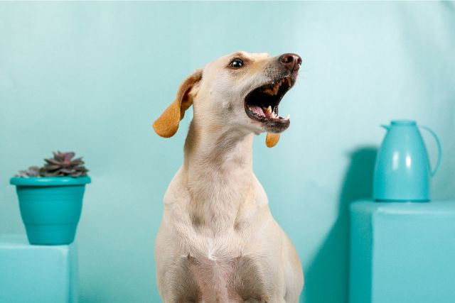 How to Cease Dogs from Perpetually Barking