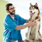 Pet care tips