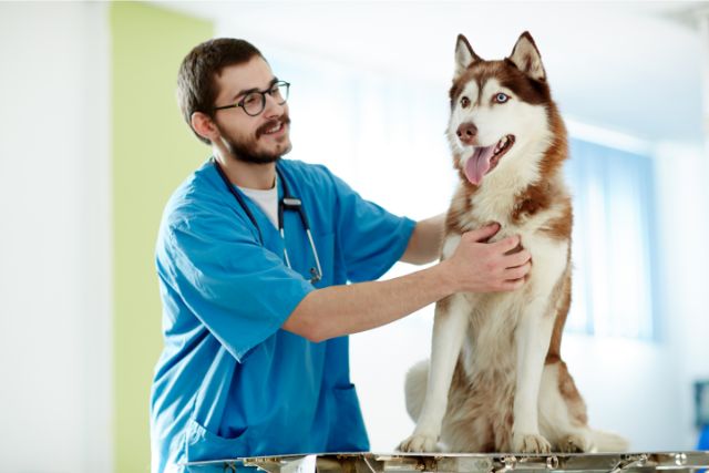 Pet care tips